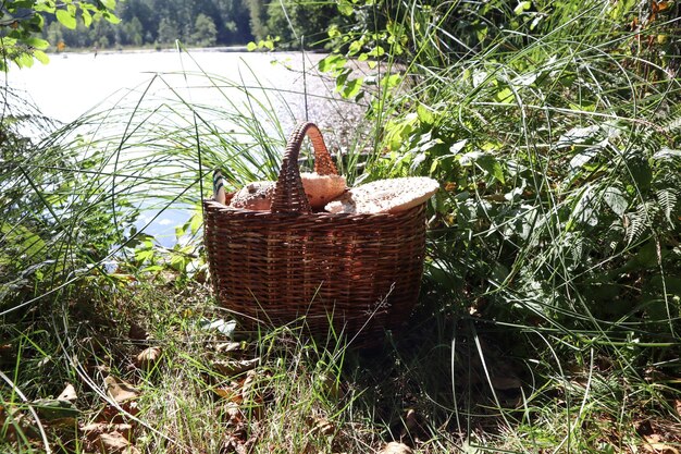 Плетеная корзина, полная грибов, стоит на берегу лесного озера с видом на озеро. Концепция веселья и удовольствия от сбора грибов.