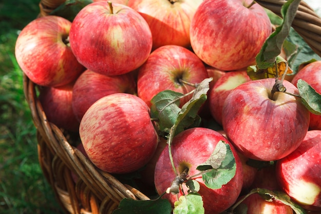 Wicker basket full of red ripe apples