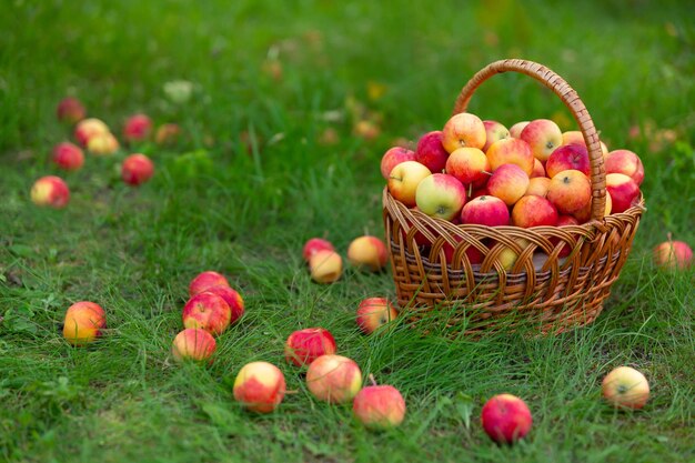 リンゴが入った籐のかごが草の上に立っていて、リンゴが庭の収穫の周りに散らばっています