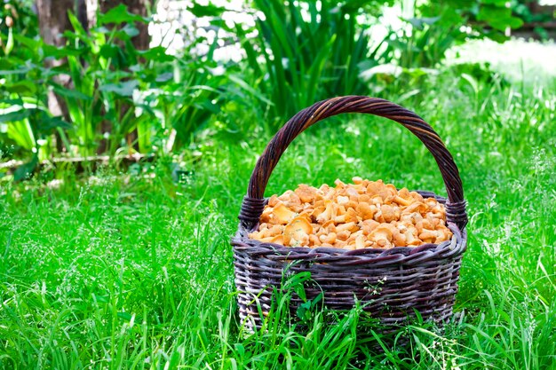 Wicker basket with chanterelles on grass