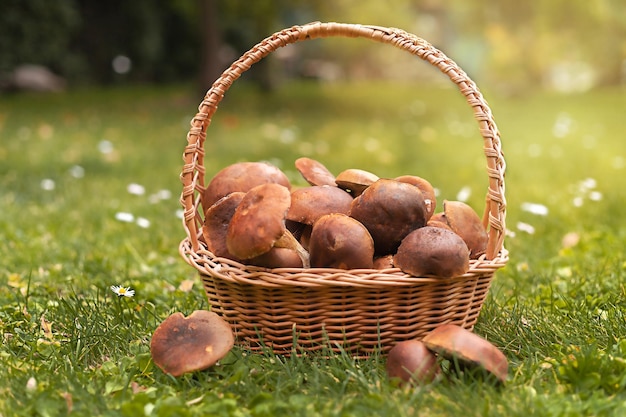 Wicker basket with edible mushrooms Polish mushrooms mushroom season