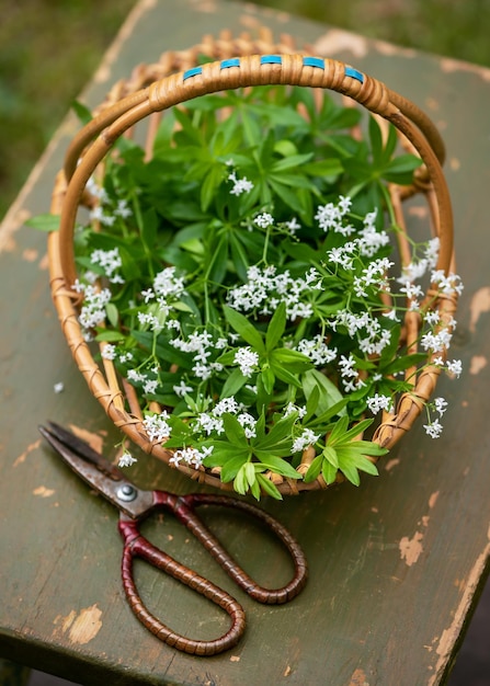 Wicker basket with freshly harvested woodruff blossoms plant for lemonade or syrup preparing