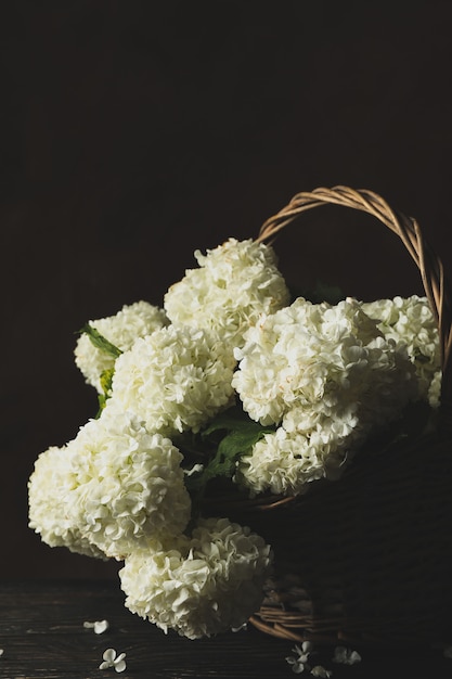 Wicker basket with hydrangea flowers. Spring plant