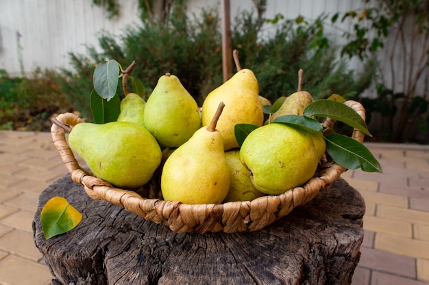 wicker basket with pears in the garden