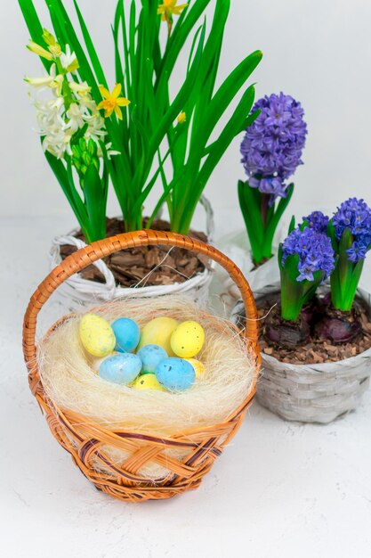 Wicker basket with quail eggs on a background of yellow daffodils and blue hyacinths on a white table