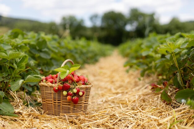 Wicker basket with red ripe strawberries in a strawcovered passage between rows in a field