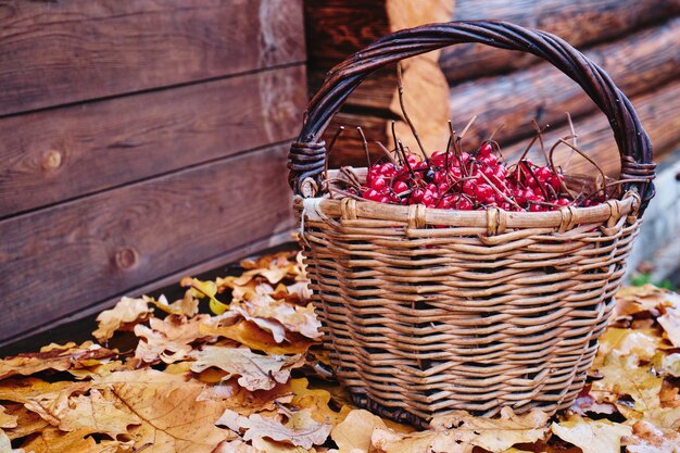 Foto cesto in vimini con bacche di viburno rosso, foglie di quercia gialla.