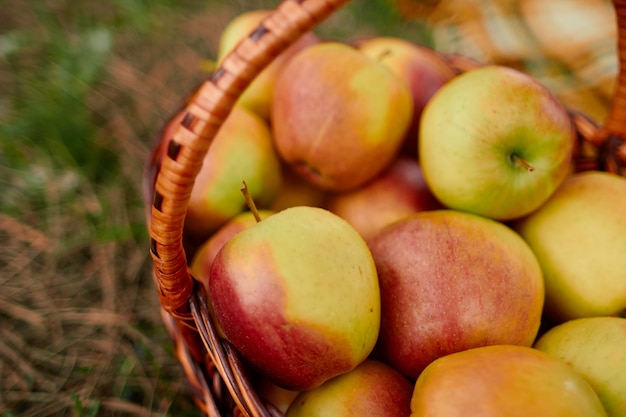 Wicker basket with ripe apples