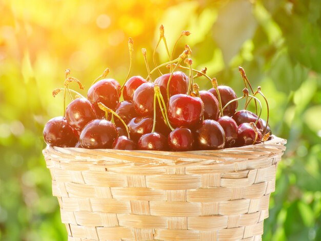 Wicker basket with ripe cherries on greenery. Close up