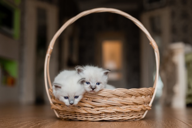 Wicker basket with two small fluffy white kittens on the wooden floor Pedigree pet