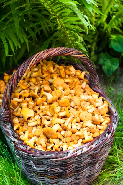 Wicker basket with wild mushrooms chanterelles and fern leaves on background