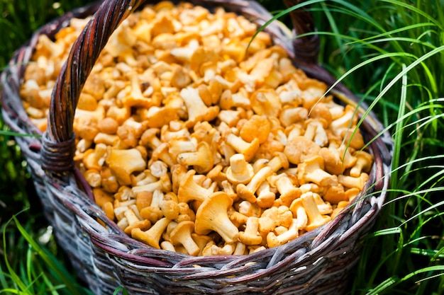 Wicker basket with wild mushrooms chanterelles on green grass background