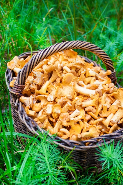 Wicker basket with wild mushrooms chanterelles