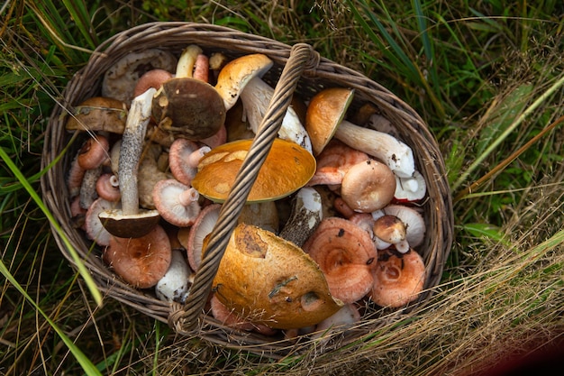 Cesto di vimini con funghi di bosco