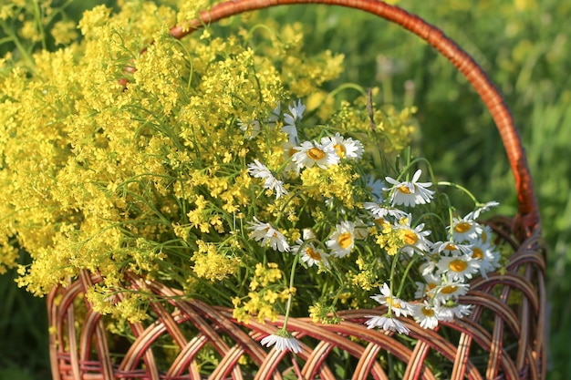 Wicker basket with wildflowers daisies closeup Soft focus