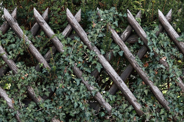 Photo wicker fence and green bushes