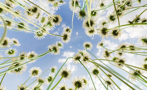 wide angle closeup of daisies from below