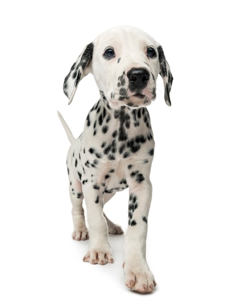 Wide-angle of a Dalmatian puppy in front of a white wall