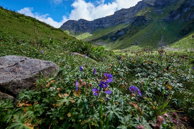Широкоформатное фото полевых цветов в горной долине.