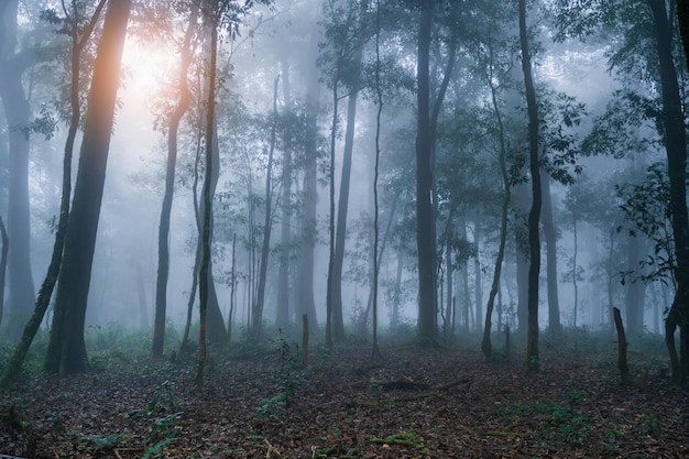 朝の木とアジアの熱帯雨林と日の出の霧の広角ショット