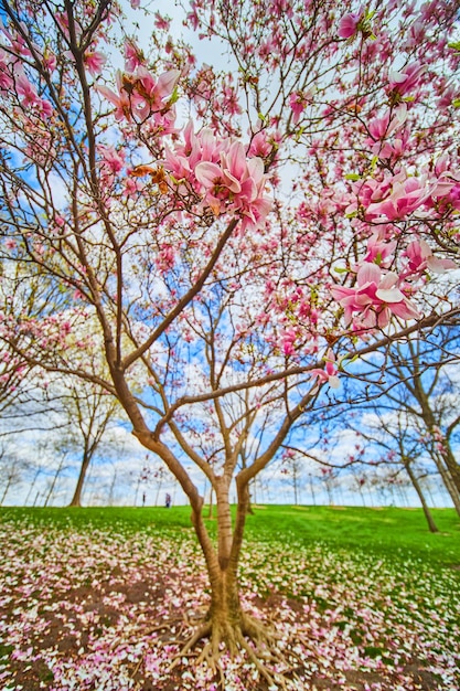 Foto ampio angolo di albero coperto da grandi fiori rosa e bianchi in primavera