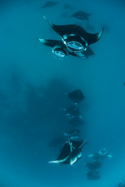 Foto vista ad ampio angolo di una scuola di razze manta nell'atollo di baa madives