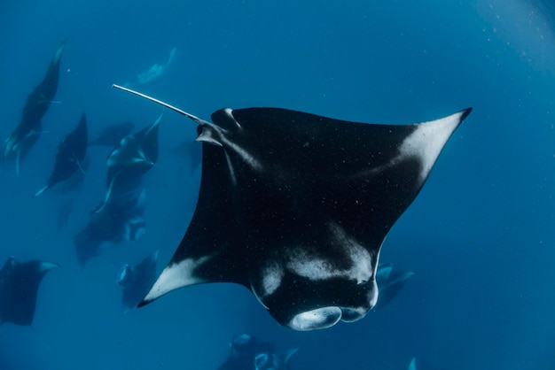 바아 아톨 마디브스 (Baa Atoll Madives) 에 있는 만타 레이 (Manta rays) 의 무리의 넓은 각도 시각