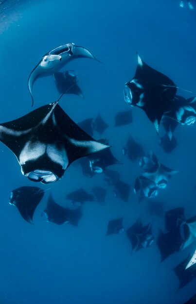 Wide angle view of a school of manta rays baa atoll