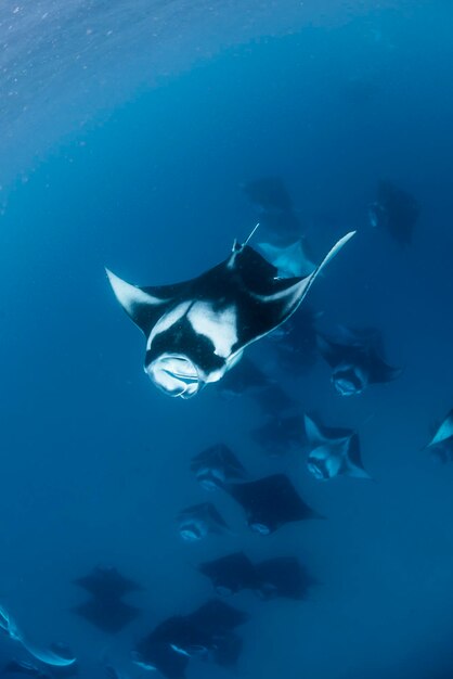 Wide angle view of a school of manta rays baa atoll