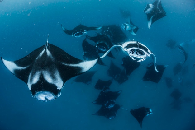 Wide angle view of a school of manta rays baa atoll