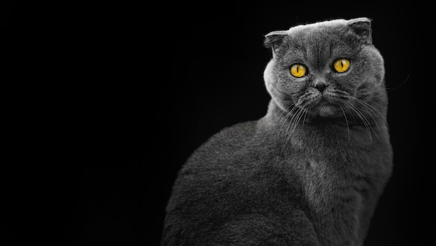 스코티시 폴드가 있는 넓은 배너, 검은색 격리된 배경에 스튜디오 사진의 고양이 초상화, 복사 공간