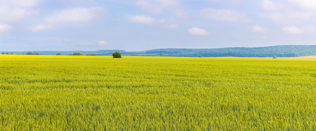 Wide field with tender green grass and cloudy sky