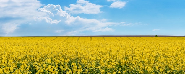 Ampio campo con colza gialla e cielo azzurro con nuvole bianche. fioritura di colza