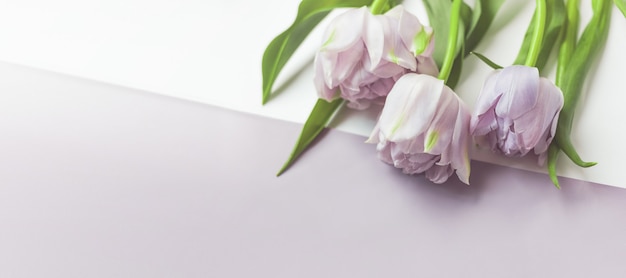 Wide floral banner with tulip buds and leaves on a cold blue table background.