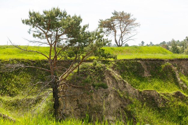 峡谷のある広い緑の野原