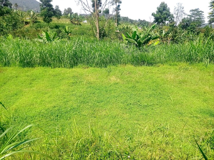 野の草と背後にある高い木に囲まれた広大な緑の草原