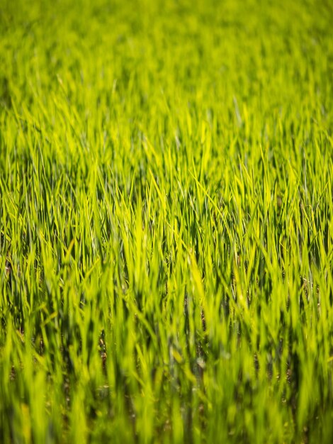 Wide and green paddy field, Taiwan