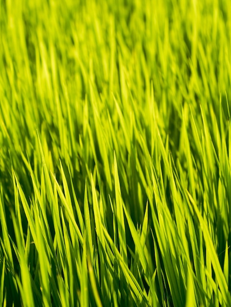 Wide and green paddy field, Taiwan