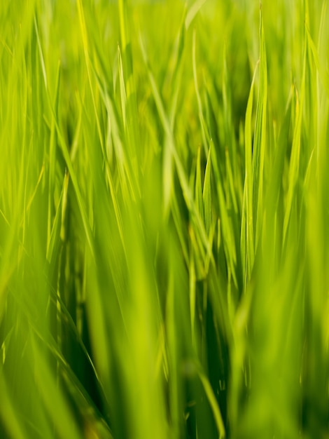 Wide and green paddy field, Taiwan