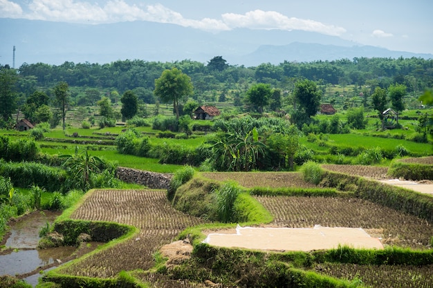 Wide green rice terraces at the Bali