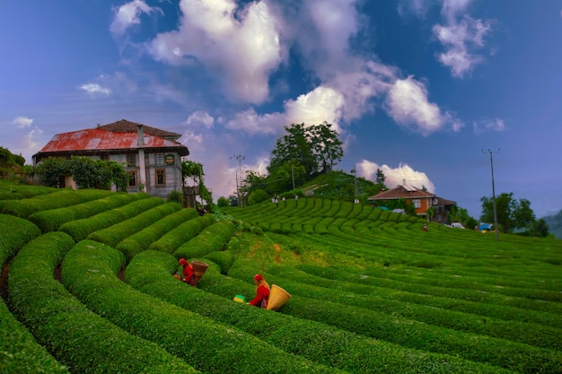 Wide and Large tea plantations