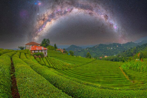 Wide and Large tea plantations