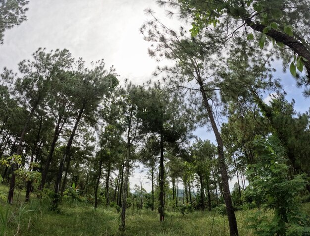 Foto acquisizione dell'albero dell'obiettivo grandangolare. bellissimo scatto della foresta pluviale verde.