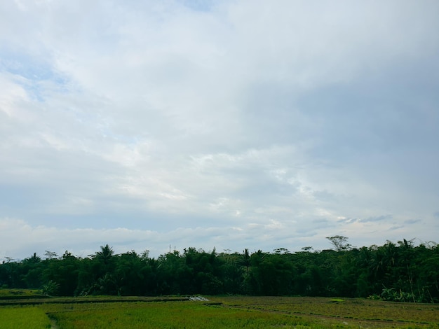 緑の丘の広い牧草地