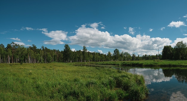 A wide panorama of the beautiful natural landscape with a swamp. Coniferous forest and sky. Green forest, blue sky and white fluffy clouds at the sunny summer day