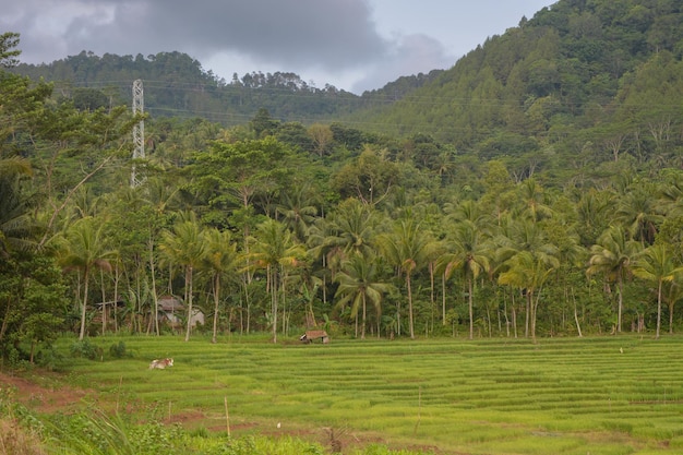 Photo wide panoramic view of a forest with grass in the foreground and lateral sunlight in warm weather