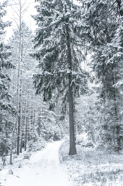 Foto ampio percorso nel bosco in una giornata invernale