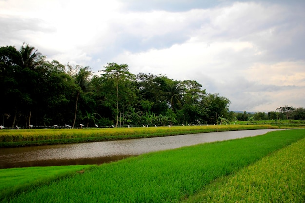 Wide Rice Fields with Forest Backgorund