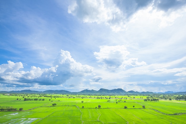 Wide rice fields