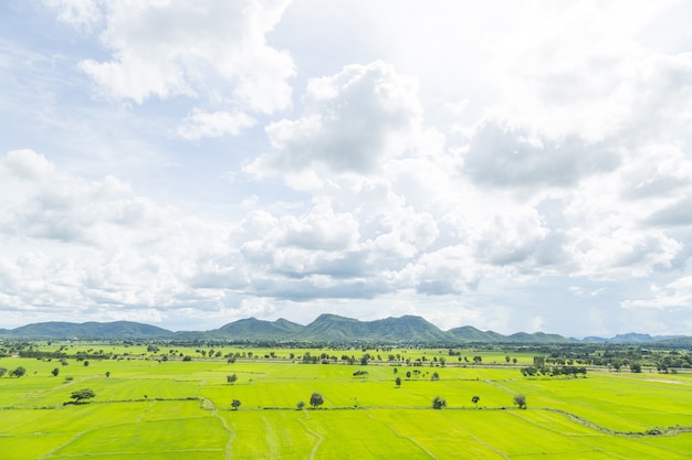 Wide rice fields